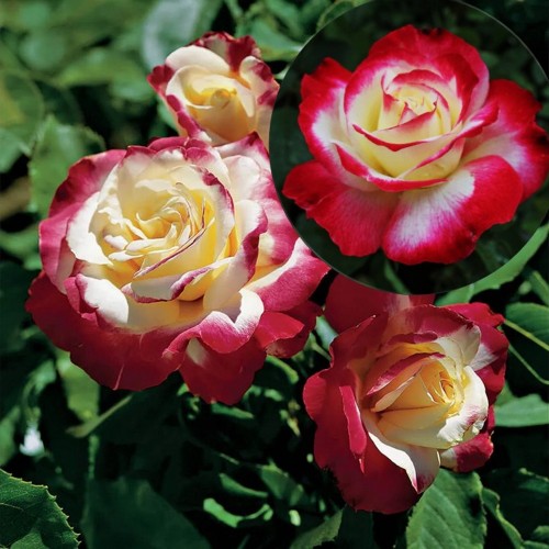 Rosa 'Double Delight' - Roos 'Double Delight'